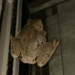 Litoria peronii (Peron's Tree Frog, Emerald Spotted Tree Frog) at Wodonga - 11 Apr 2018 by Michelleco