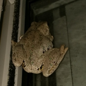 Litoria peronii at West Wodonga, VIC - 11 Apr 2018