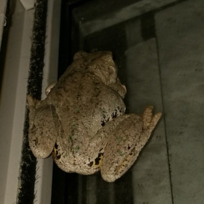 Litoria peronii (Peron's Tree Frog, Emerald Spotted Tree Frog) at West Wodonga, VIC - 11 Apr 2018 by Michelleco