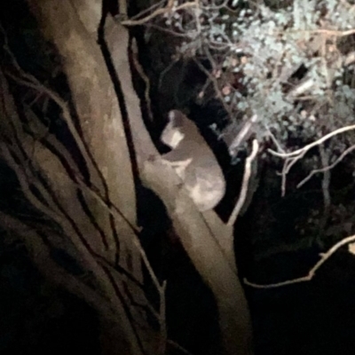 Phascolarctos cinereus (Koala) at Wodonga - 4 Apr 2019 by Michelleco