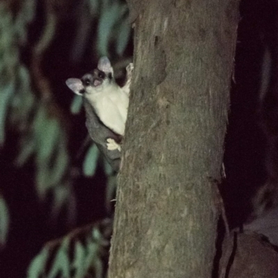 Petaurus norfolcensis (Squirrel Glider) at West Wodonga, VIC - 11 Apr 2019 by Michelleco
