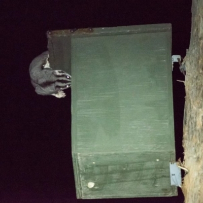 Petaurus norfolcensis (Squirrel Glider) at West Wodonga, VIC - 29 Aug 2019 by Michelleco