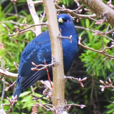 Ptilonorhynchus violaceus (Satin Bowerbird) at Wodonga - 20 Jun 2020 by Michelleco