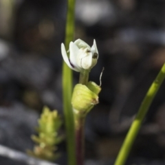 Wurmbea dioica subsp. dioica (Early Nancy) at Holt, ACT - 4 Aug 2020 by AlisonMilton
