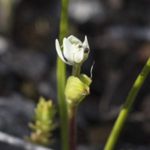 Wurmbea dioica subsp. dioica at Holt, ACT - 4 Aug 2020