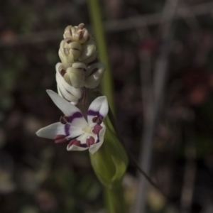 Wurmbea dioica subsp. dioica at Holt, ACT - 4 Aug 2020