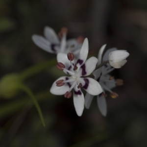 Wurmbea dioica subsp. dioica at Holt, ACT - 4 Aug 2020