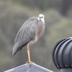 Egretta novaehollandiae (White-faced Heron) at West Wodonga, VIC - 20 Jun 2020 by Michelleco