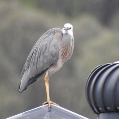 Egretta novaehollandiae (White-faced Heron) at Wodonga - 20 Jun 2020 by Michelleco