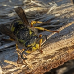 Vespula germanica (European Wasp, German Yellowjacket Wasp) at Googong, NSW - 5 Aug 2020 by WHall