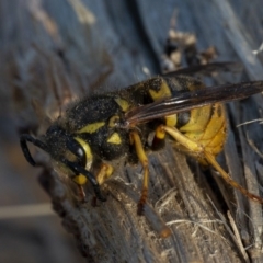 Vespula germanica at Googong, NSW - 5 Aug 2020 03:22 PM