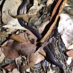 Anilios proximus (Woodland Blind Snake) at Felltimber Creek NCR - 2 Feb 2019 by Michelleco