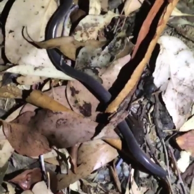 Anilios proximus (Woodland Blind Snake) at West Wodonga, VIC - 3 Feb 2019 by Michelleco