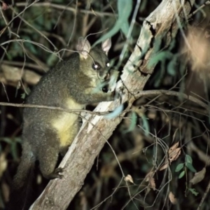 Trichosurus vulpecula at West Wodonga, VIC - 2 Mar 2019 06:15 AM