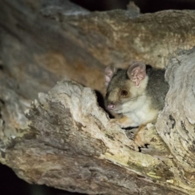 Pseudocheirus peregrinus (Common Ringtail Possum) at Felltimber Creek NCR - 1 Mar 2019 by Michelleco