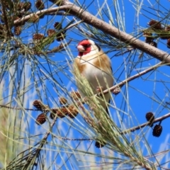 Carduelis carduelis (European Goldfinch) at Fyshwick, ACT - 6 Aug 2020 by RodDeb