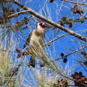 Carduelis carduelis at Fyshwick, ACT - 6 Aug 2020