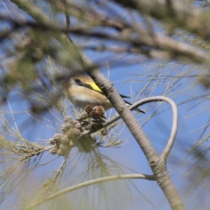 Carduelis carduelis at Fyshwick, ACT - 6 Aug 2020