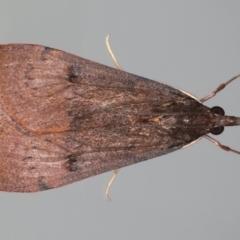 Uresiphita ornithopteralis (Tree Lucerne Moth) at Ainslie, ACT - 28 Jul 2020 by jbromilow50