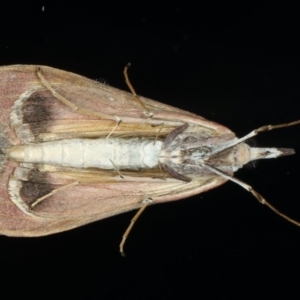 Uresiphita ornithopteralis at Ainslie, ACT - 28 Jul 2020 10:45 PM