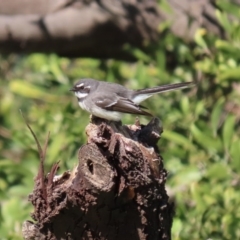 Rhipidura albiscapa (Grey Fantail) at Fyshwick, ACT - 6 Aug 2020 by RodDeb