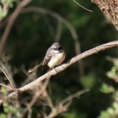 Rhipidura albiscapa at Fyshwick, ACT - 6 Aug 2020