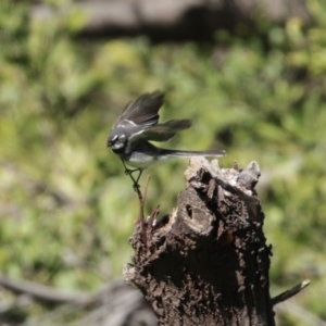 Rhipidura albiscapa at Fyshwick, ACT - 6 Aug 2020