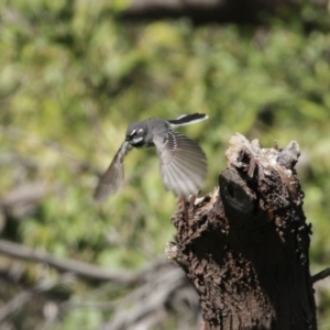 Rhipidura albiscapa at Fyshwick, ACT - 6 Aug 2020