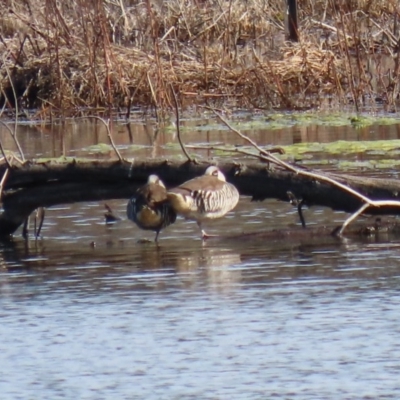 Malacorhynchus membranaceus (Pink-eared Duck) at Fyshwick, ACT - 6 Aug 2020 by RodDeb