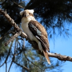 Dacelo novaeguineae at Fyshwick, ACT - 6 Aug 2020