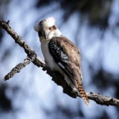 Dacelo novaeguineae at Fyshwick, ACT - 6 Aug 2020