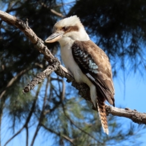 Dacelo novaeguineae at Fyshwick, ACT - 6 Aug 2020