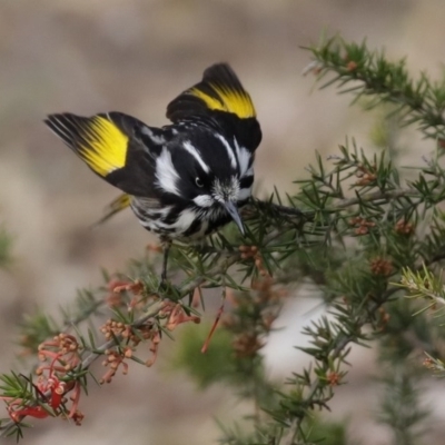 Phylidonyris novaehollandiae (New Holland Honeyeater) at Jerrabomberra Wetlands - 6 Aug 2020 by RodDeb