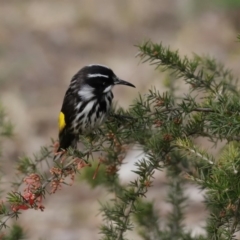 Phylidonyris novaehollandiae at Fyshwick, ACT - 6 Aug 2020