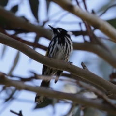 Phylidonyris novaehollandiae at Fyshwick, ACT - 6 Aug 2020