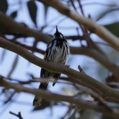 Phylidonyris novaehollandiae at Fyshwick, ACT - 6 Aug 2020