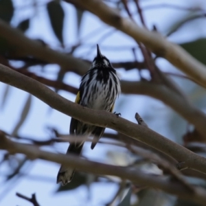 Phylidonyris novaehollandiae at Fyshwick, ACT - 6 Aug 2020