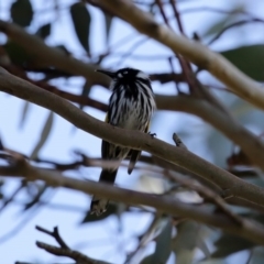 Phylidonyris novaehollandiae at Fyshwick, ACT - 6 Aug 2020