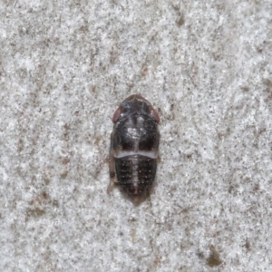 Cicadellidae (family) at Downer, ACT - 6 Aug 2020