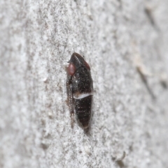 Cicadellidae (family) at Downer, ACT - 6 Aug 2020