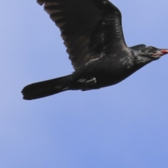 Corvus coronoides (Australian Raven) at The Pinnacle - 4 Aug 2020 by Alison Milton