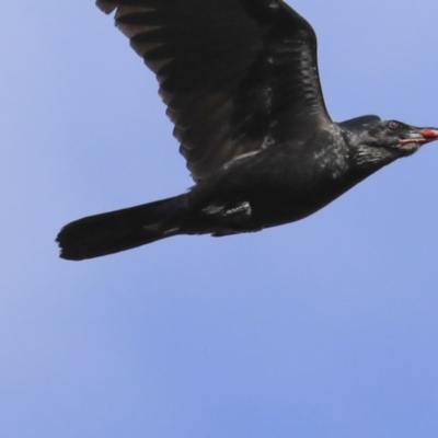 Corvus coronoides (Australian Raven) at The Pinnacle - 4 Aug 2020 by Alison Milton