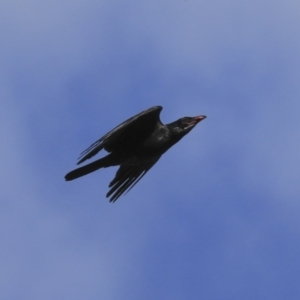 Corvus coronoides at Holt, ACT - 4 Aug 2020