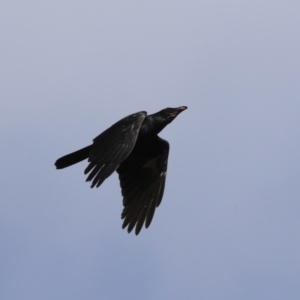 Corvus coronoides at Holt, ACT - 4 Aug 2020