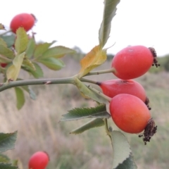 Rosa canina (Dog Rose) at Coombs Ponds - 2 Mar 2020 by michaelb