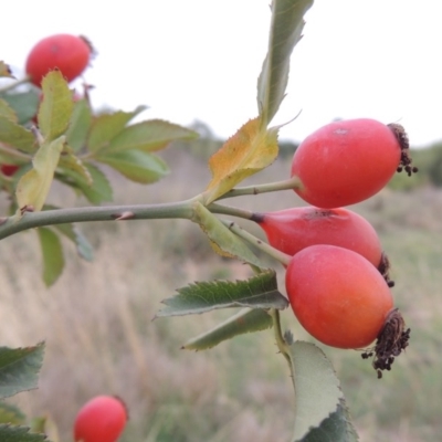 Rosa canina (Dog Rose) at Coombs Ponds - 2 Mar 2020 by michaelb