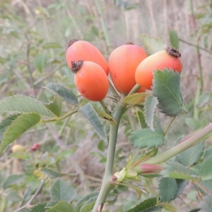 Rosa canina at Coombs, ACT - 2 Mar 2020