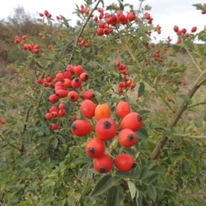 Rosa canina at Coombs, ACT - 2 Mar 2020