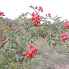 Rosa canina at Coombs, ACT - 2 Mar 2020