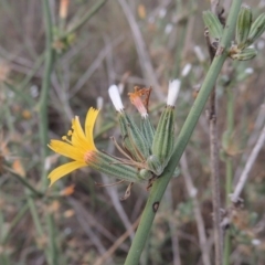 Chondrilla juncea (Skeleton Weed) at Coombs Ponds - 2 Mar 2020 by MichaelBedingfield